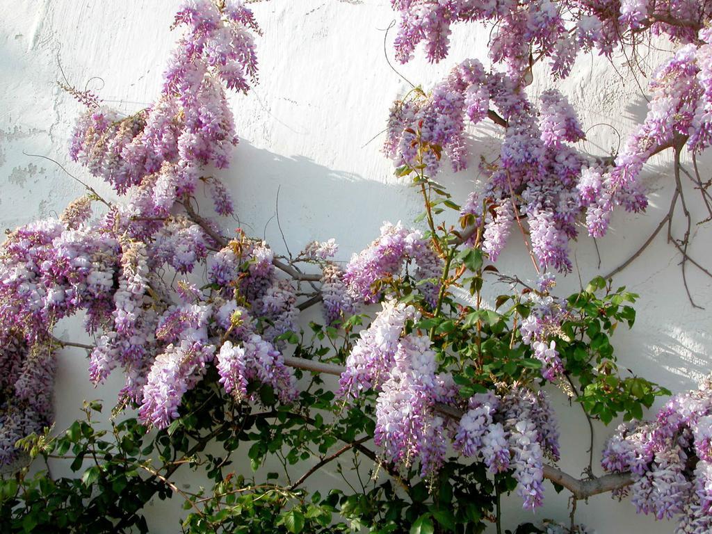 Sancé La Ruelle Au Verjus المظهر الخارجي الصورة